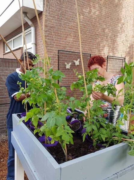 moestuintje.jpg